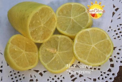Faustrime - 